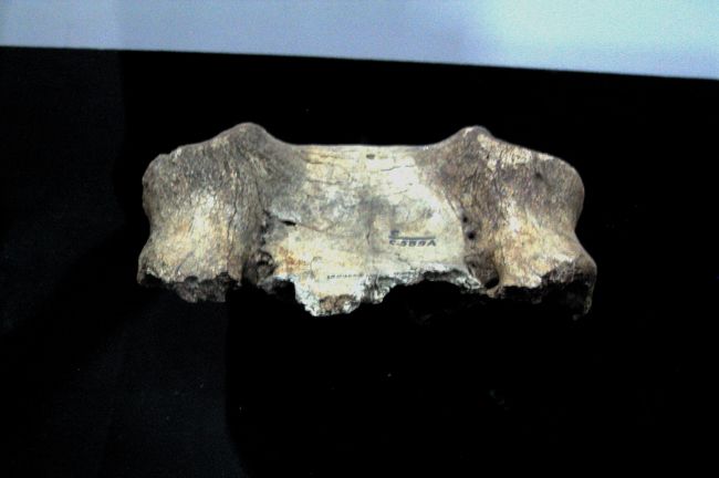 標識の撮影は出来ませんでしたが、これも北京原人が捕まえた、大型動物の化石化した骨のようです。