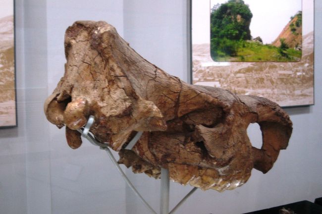 周口店の第二十地点で発掘された周口店双角犀の頭骨です。地質は中更新世です。