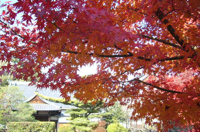 京都名庭100選(29)秋巡りの最終章(6)秋から冬への移り変わり ?「神光院」、「宝鏡寺」