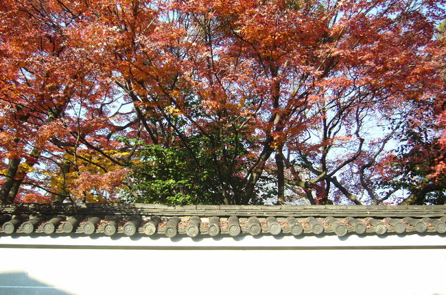 京都名庭100選(29)秋巡りの最終章(6)秋から冬への移り変わり ?「神光院」、「宝鏡寺」
