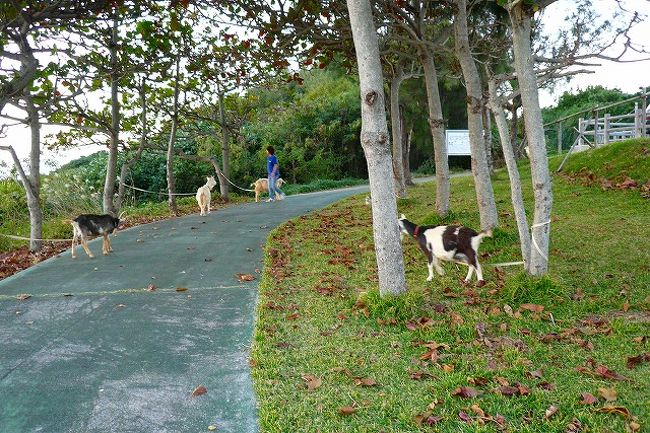 「岬の駅」<br />何がびっくりしたって、ヤギが道にくくられています。（放牧？）<br />時々係りの人が来てえさをあげたり、<br />ヤギが道の草を食べりして、見てて楽しいです。<br />（本命の夕陽より楽しめたかも）