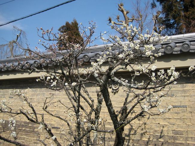 梅の花も旅をしている人の心を和ませてくれます。