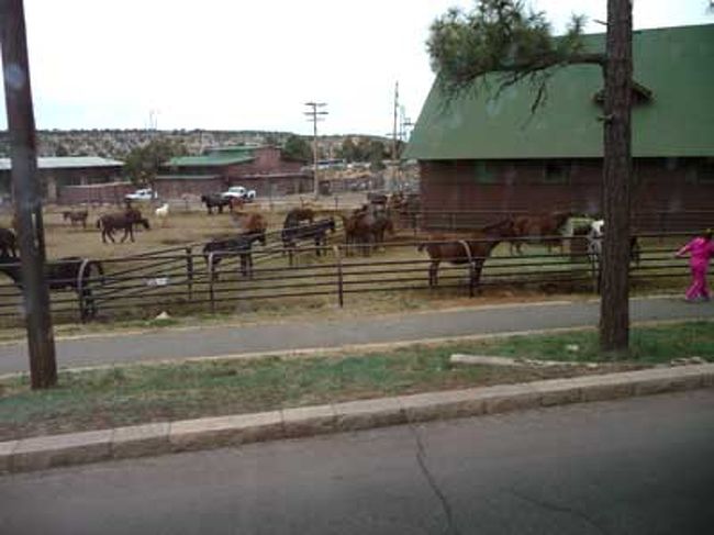飛行機を降りたらバスに乗って２箇所のビューポイントに向かいます。<br /><br />移動途中には牧場も。<br /><br />浅草生まれの中国人のオバちゃんガイドさんが、楽しく説明してくれます。<br />今年６９歳で２０年以上グランドキャニオンの現地ガイドをしてらっしゃるそうです。