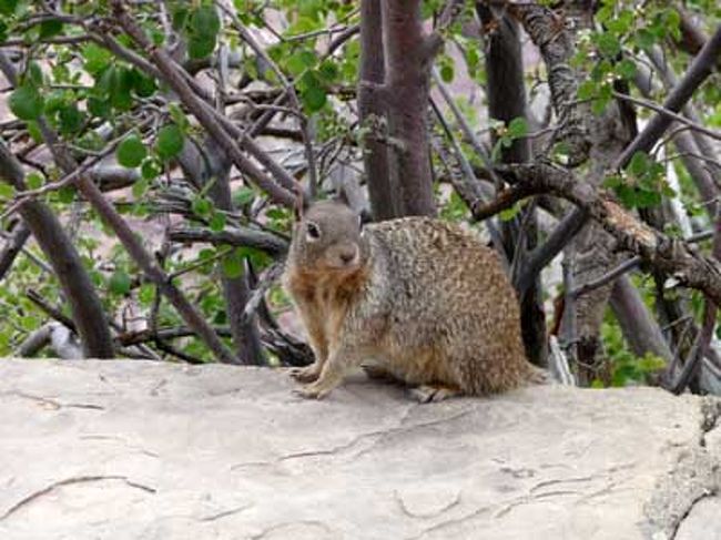 リス！<br />結構あちこちにいました。人に慣れている予感。<br /><br />実家に預けてきたフェレットが元気にやっているか心配になってホロリ。