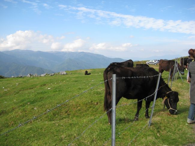 日光を体いっぱい浴びて、自然の草を食べて放牧されています。どこかの倉庫とは雲泥の差です。