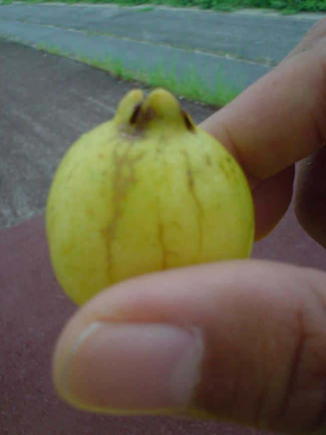 ミニパッションフルーツを貰いました！<br /><br />　雨が降ってきたので<br />屋根のあるバス停電で<br />カッパを着ようと<br />立ち止まっていた時のこと。<br /><br />丁度バスが停まり、<br />おじいさんが降りてきた。<br /><br />そのまま道の脇に植わっている<br />木の実に手を伸ばし<br />おもむろにもぎり、<br />そのうちの二個を私達にくれた。<br /><br />「おいしいよっ！ここにイッパイあるよ！」<br /><br />それだけ言うと、<br />実をかじりながら去っていった。<br /><br />何だろう？おいしいのか〜？と<br />食べたら旨い！<br /><br />パッションフルーツだ！<br />ちゃんと熟したのをとってくれた。<br /><br />雨だけど、何かうれしい気分になったー！<br />