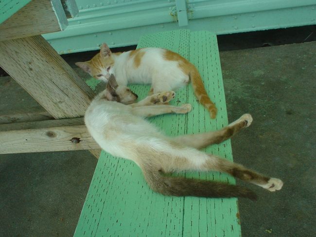 途中休憩。<br />猫も厚くてうだってます。