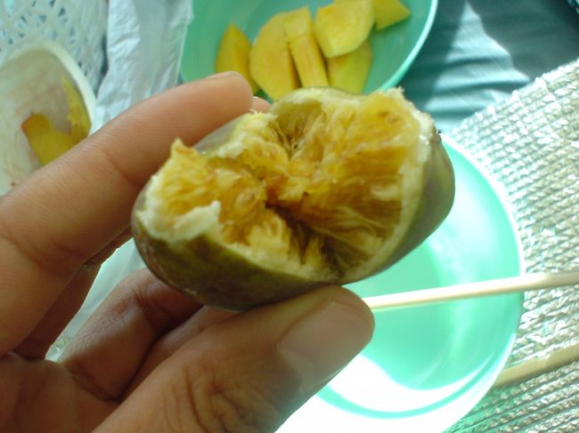 いつも、何かと感じの良い警備員さんが<br />ひょっこり私達のテントの前にやってきた。<br /><br />手には、ピンポン玉位の実を<br />一個持って、「これね…」<br />と言いながら、びにょ〜んと割って見せた。<br /><br />「これギシギシうまいんさぁ、<br />あそこ、あんまりならないさー」<br /><br />なんて言いながらその実をくれた。<br />小さないちじくだった！<br /><br />ギシギシうまい？<br />きっと、超うまいという意味のだな。<br /><br />　そんな実をわざわざくれるなんて！<br />とちょっと感動。<br />食べたところ、、味はなかった☆<br /><br />・・・ギシギシ…確かに<br />種で口の中はギシギシする(^_^;)<br /><br />でも、うれしい貰い物でした〜！<br />警備員さんありがとうー！