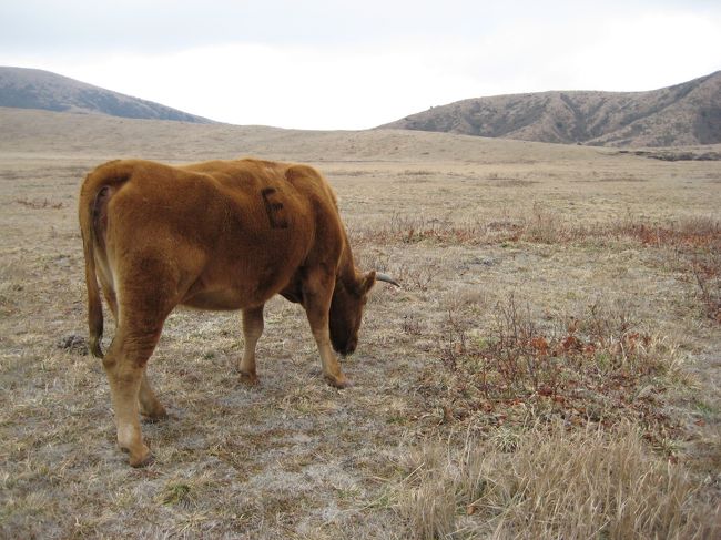 阿蘇山で放牧されています。柵もなくこの広い草原を自由に歩けるのでとてものびのびしています。食事中なので人間が近づこうがお構いなし、です。