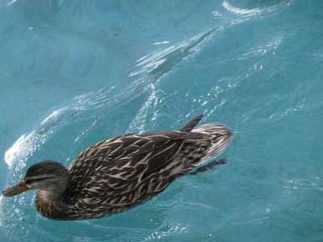 噴水の池にはカモが沢山います。