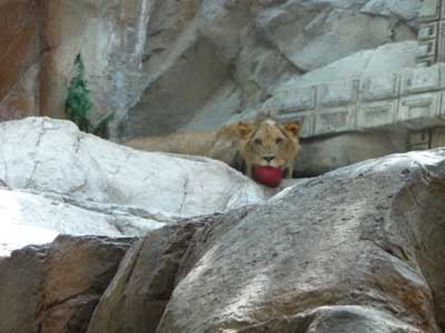 ＭＧＭの中もブラつきました。<br />ライオンちゃんが一人で遊んでました。