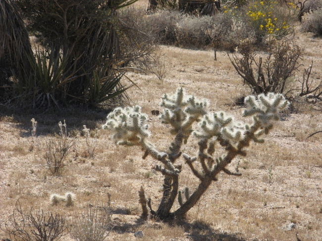 アメリカの旅 ２００８年ｇｗ ジョシュアツリー国立公園 カリフォルニア州 アメリカ の旅行記 ブログ By F Sさん フォートラベル