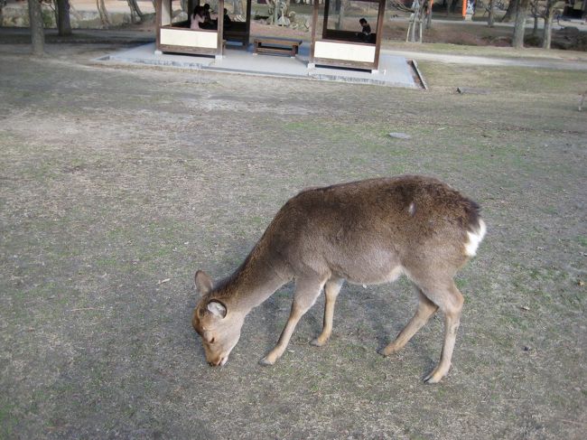 鹿は奈良県のシンボルであり、観光大使でもあります。しかし、まぎれもない野生動物である以上、ペット感覚でむやみに近づいて脅かしてはいけません。