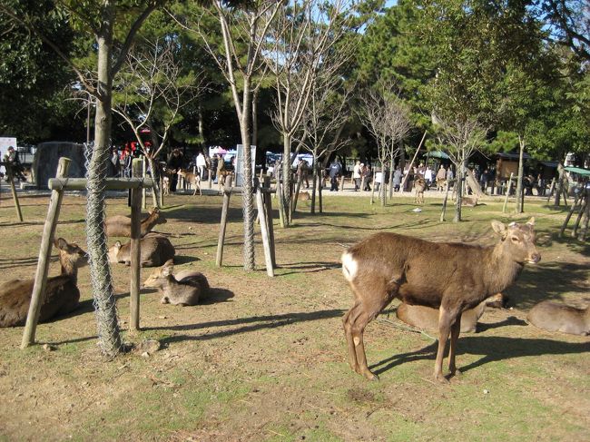 この風景に癒されました。しかし、人に慣れている鹿とそうでない鹿がいます。公園の周りだけでなく民家のあたりに突然現れたりするのは旅行者には驚きです。