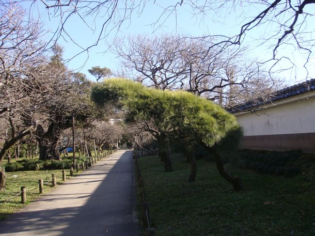 弘道館有料部分の北側の梅畑、松の形が鼠・プレーリードッグに似ていました。