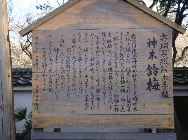 【「神木鈴梅」烈公は鹿島神社の神木として梅の木三株を植えた。社前の向かって右に酒の香をふくんだ「酒梅」という白梅一株、向かって左に「緋の司」（鹿児島梅ともいう）という紅梅一株と「鈴梅」という白梅一株を植えて歌を詠んでいる。（「紅梅」と「緋の司」は戦災によって枯木となる）「いずれもわれいとけなかりし時より鉢に植えておきたりしを神殿造り奉りし時　階の下に手づから植えおきしを　今はおおきなる木立となりて　花いと面白くさきにければ」○春めでし花もえならず神垣に　おふる鈴梅なるとこそきけ　○白妙もあかきも花の色に出て　神をとうとぶ心見えけり　○しらたえにあけに勾へる梅の花　心の色は神ぞ知るらん　平成十六年九月吉日　宮司　子種　重拮　禅　謹善】（宮司以下は草書のため読めず）
