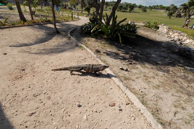 巨大イグアナ。<br />しかしなにか中年ぶとり気味のような。w