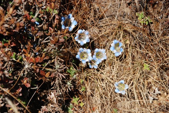 高地に咲く花を見つけるのは難しい。<br />リンドウ科の花なのでしょう。<br />嬉しくなります。
