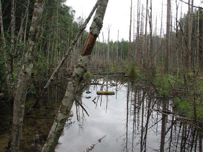 トレイルにはこんな沼地がいたるところにあります。