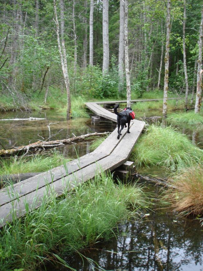 沼には木の板が設置されているので、犬も歩けます。
