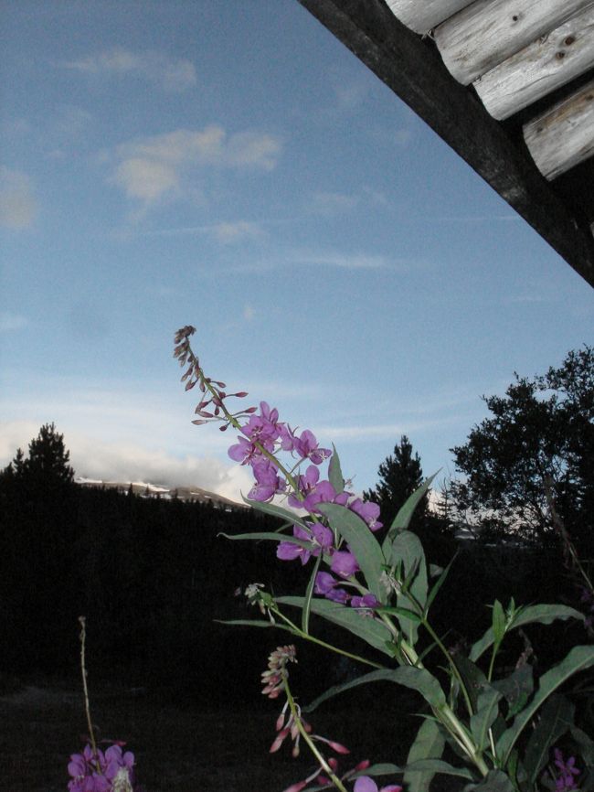 リンダマンシティのログキャビンの前に咲く、ファイアーウィードの花。夕日に映えてます。<br />この花が散る頃、アラスカの夏は終わります。