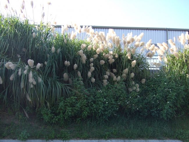 さて、おなか満腹な親子が次に目指すのは！！<br /><br />ある場所なんですが、、<br />只今ナビ設定を誤り。。迷い中（笑）<br /><br />でも、そのおかげで？！<br /><br />北海道では見たことも無い！でかい！いやフサフサしている“ススキ”に遭遇＾＾<br /><br />12月なのにぃー<br />北海道のススキは。。。<br />こんなにフサフサじゃなーい（笑）<br />薄毛デス＾＾