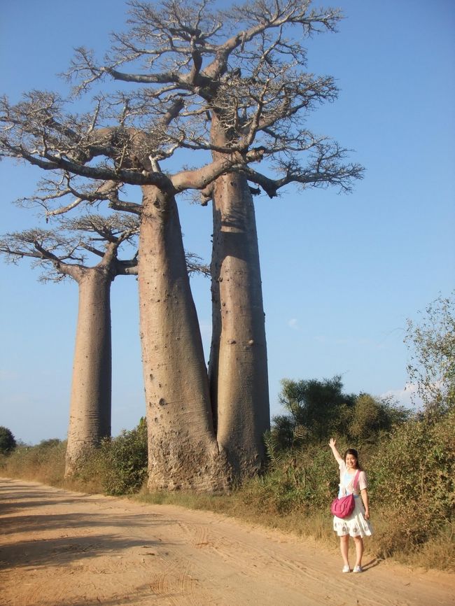 TWIN BAOBAB！<br />双子ちゃんのバオバブなのです。<br /><br />写真を撮ってから“私、ちっちゃーい！”って言ったら<br />ガイドのフィレモンに“君が小さいんじゃなくて、バオバブが大きいんだよ”と言われました。<br />そんなの知ってる！（笑）<br /><br />ちなみに私は身長156センチでございます。