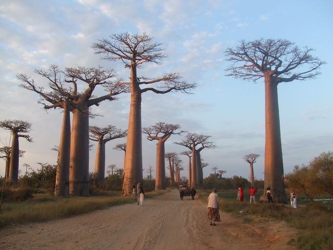 バオバブ素敵だぁ〜<br />なんて不思議な形なんでしょ…