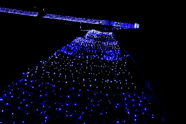 ラベンダーに施したイルミネーション