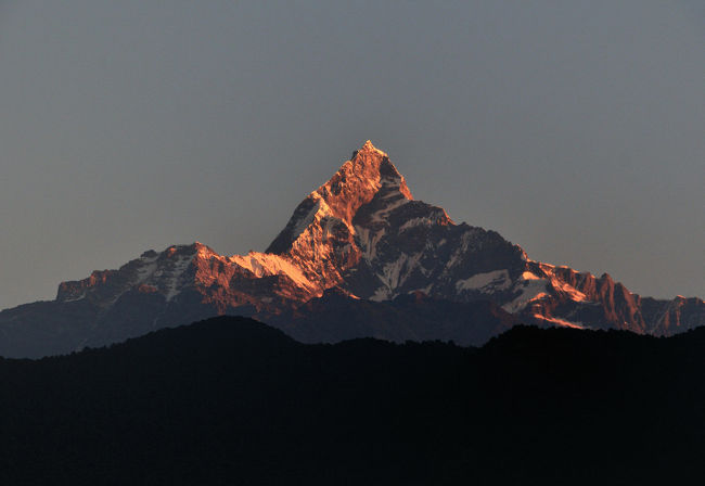 テールフィッシュともよばれています。