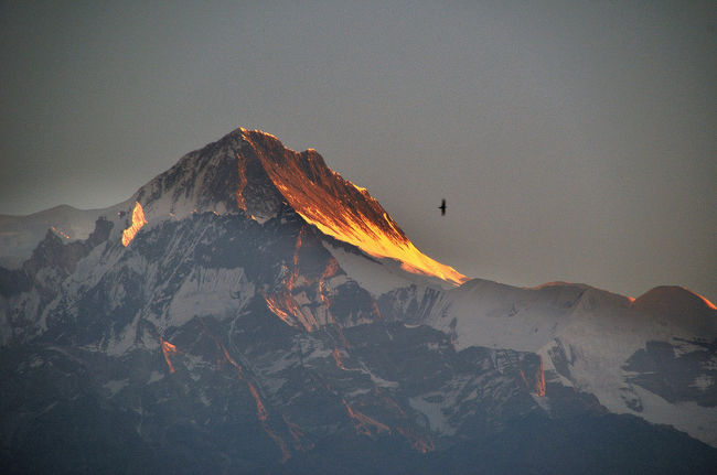 アンナブルナ?　　ここから見えるあの鳥は凄く大きいはず。　　　コンドルか鷲か？