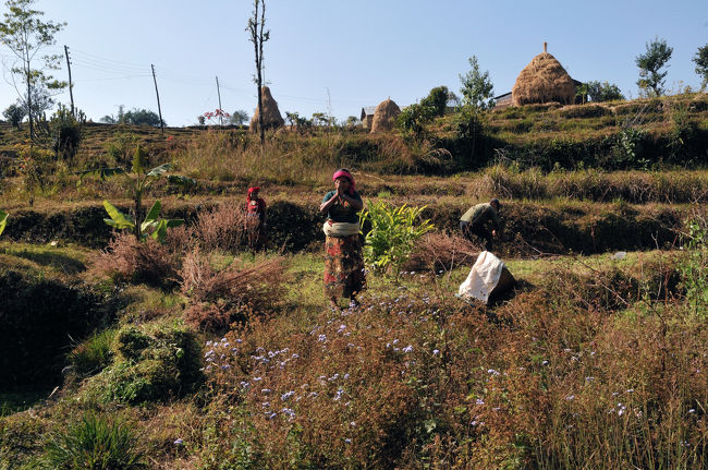 「はなのいえ」所有の畑　　村の従業員です。