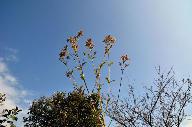 栽培しているステビア　　甘いハーブ　あまりに甘いのでびっくりでした