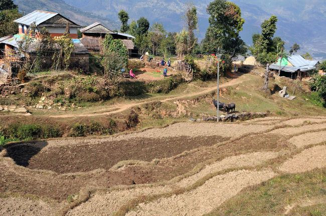 段々畑を登り続け・・・