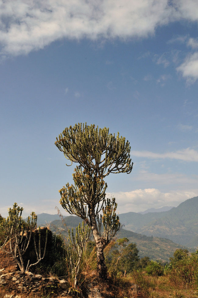 大きなサボテン　　大木化してます
