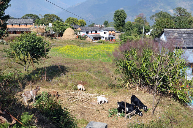 日本がそんなに遠いとは思ってもみないようです。