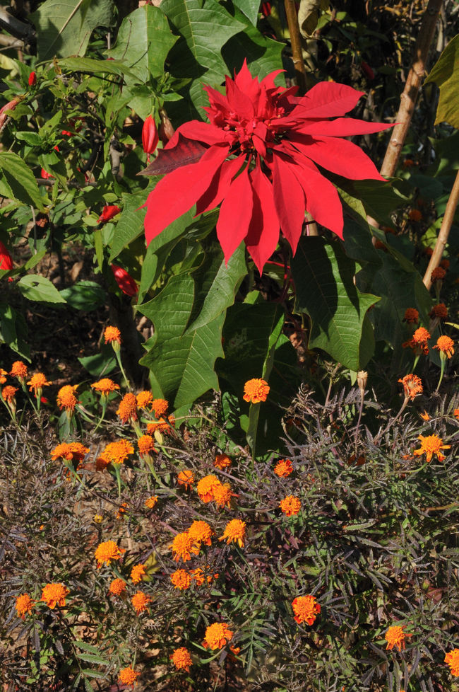 山をおります。　　高原に咲く花は色が深い