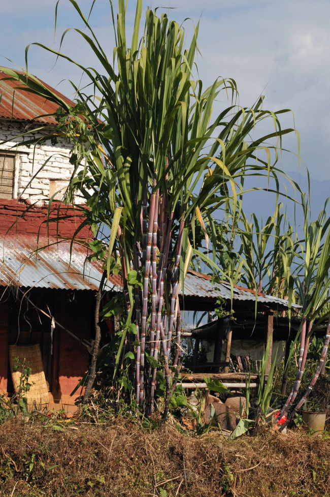 庭に植えられたサトウキビ