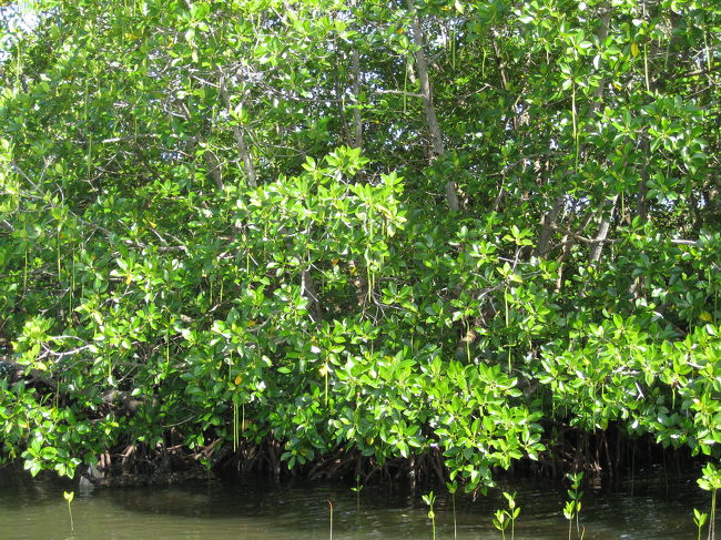 マングローブ