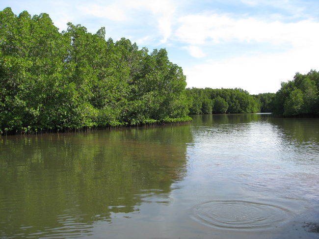 マングローブの森