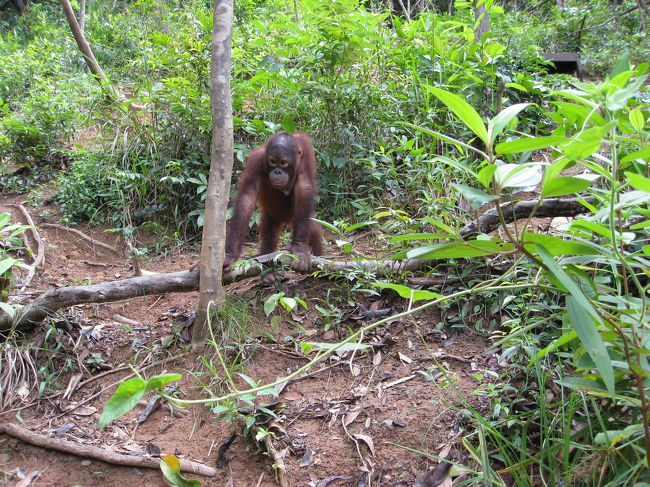 オラウータン