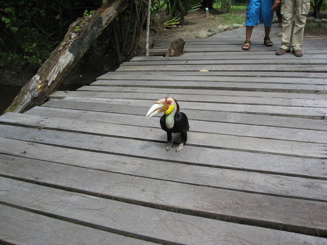 オラウータンの帰りに遭遇