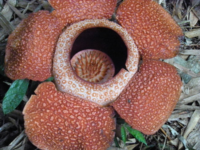 ラフレシア<br />咲いて３日目だそうです<br />写真でしか見たことがなかったものが、今目の前に！