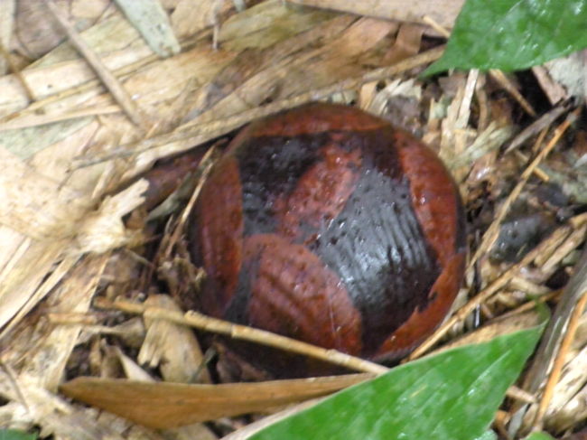 ラフレシアのつぼみ