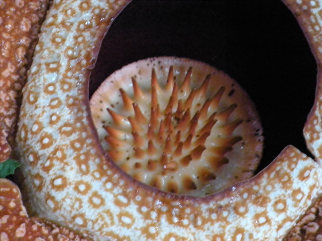 ラフレシア<br />中心部アップ