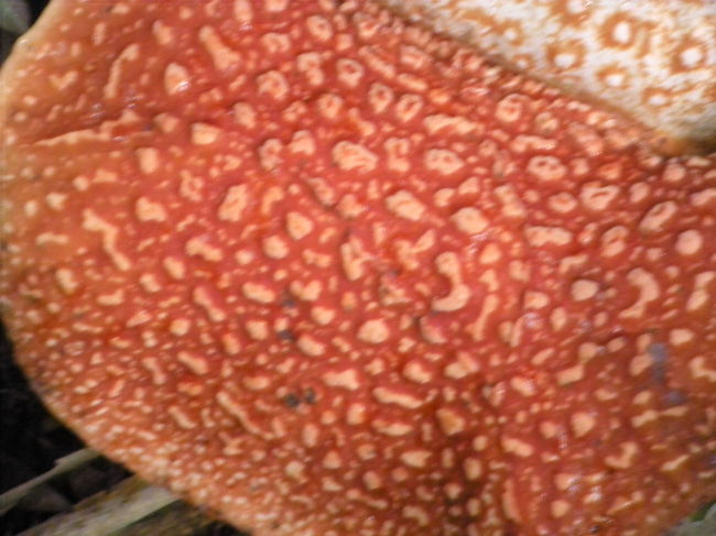 ラフレシア<br />花びら？アップ