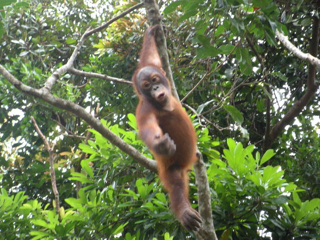 挑発的なオラウータン！