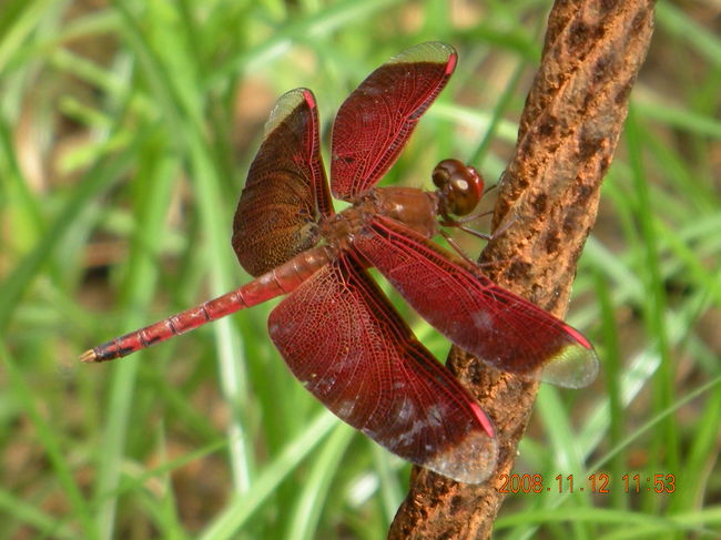 真っ赤なとんぼ