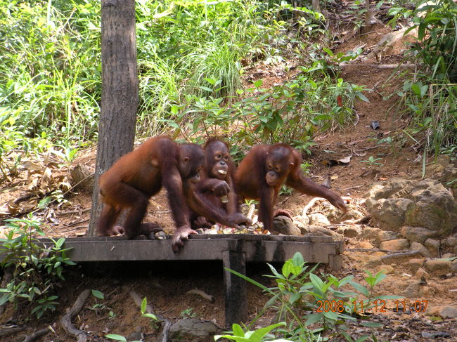 オラウータン三匹<br />