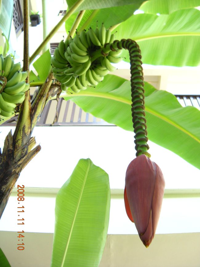 バナナの花（ホテル敷地内にて）<br />ココナツ、マンゴー、バナナ・・・<br />暖かい国はそこここにフルーツいっぱいで<br />いいなぁ〜♪